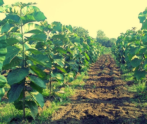 Teak-Wood-Farming-Tips. Teak-Wood-Farming-Tips.